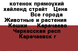 котенок прямоухий  хайленд страйт › Цена ­ 10 000 - Все города Животные и растения » Кошки   . Карачаево-Черкесская респ.,Карачаевск г.